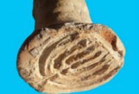 Il y avait un boulanger cacher à Acco il y a 1500 ans