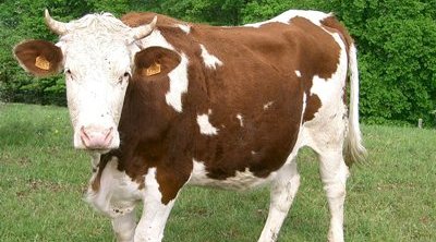 Abatage rituel : des objections fondamentalement erronées.