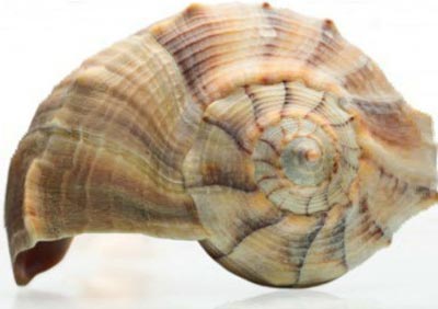 Un coquillage freine les maladies dégénératives