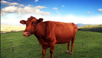 Prendre la vache rousse par les cornes