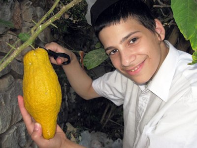 Cédrat (Etrog) du Maroc : des records d'exportations vers Israël