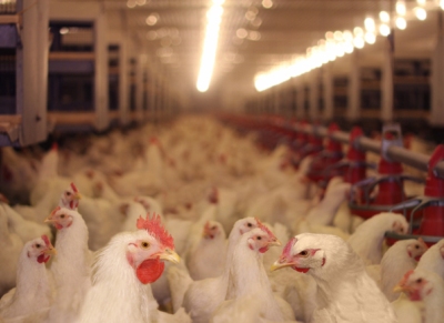 Avant Kippour, un casse-tête politico-religieux gêne le Ministère de l'Agriculture.