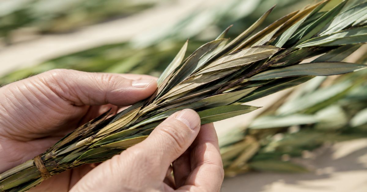 Une « ‘Arava » qui se dessèche