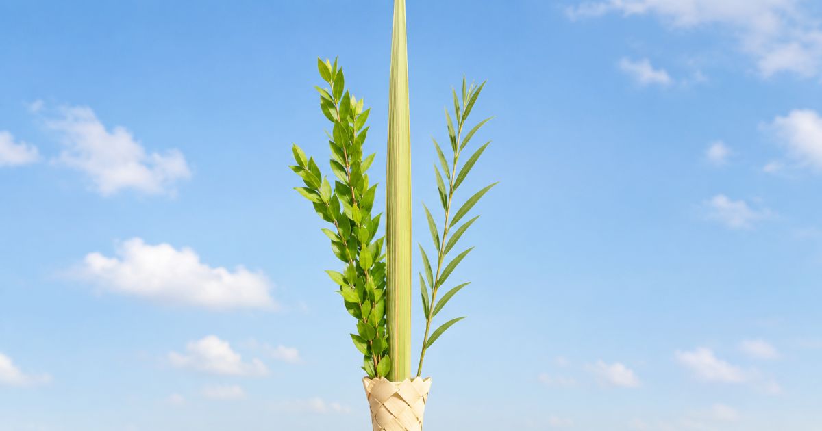 S'il manque une branche de saule dans le bouquet du Loulav