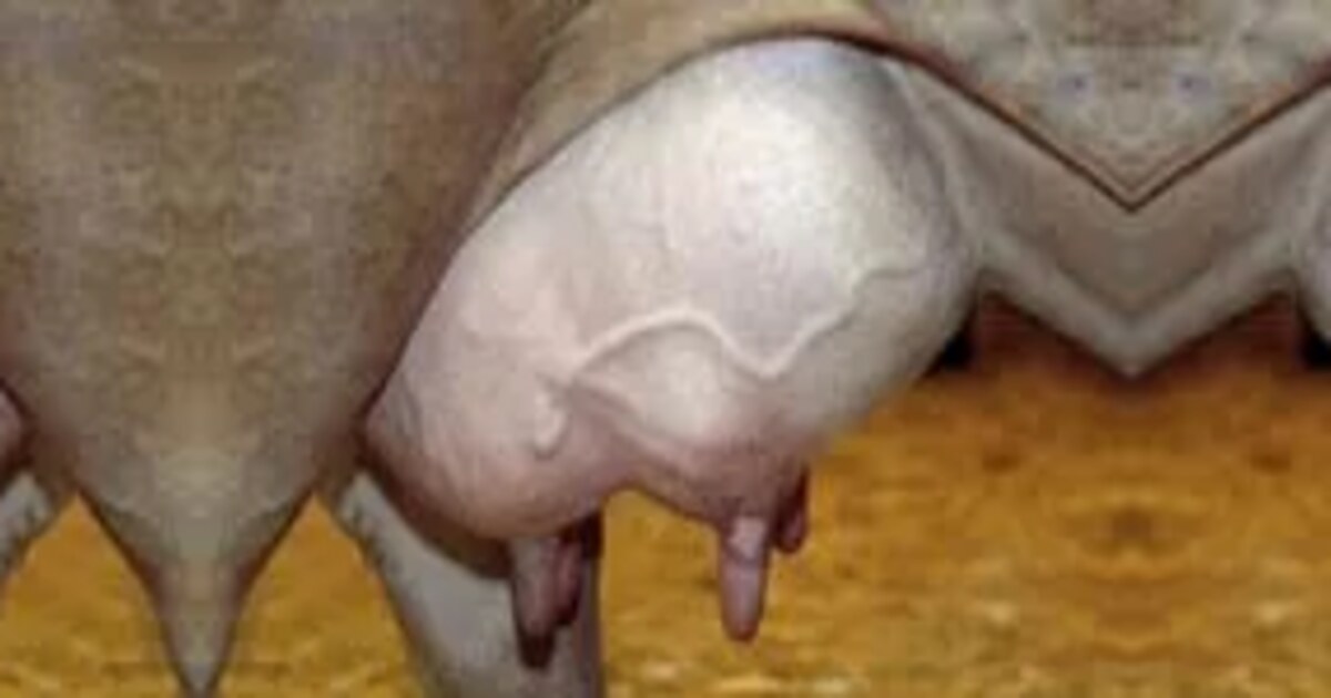 Le lait permis, la viande interdite