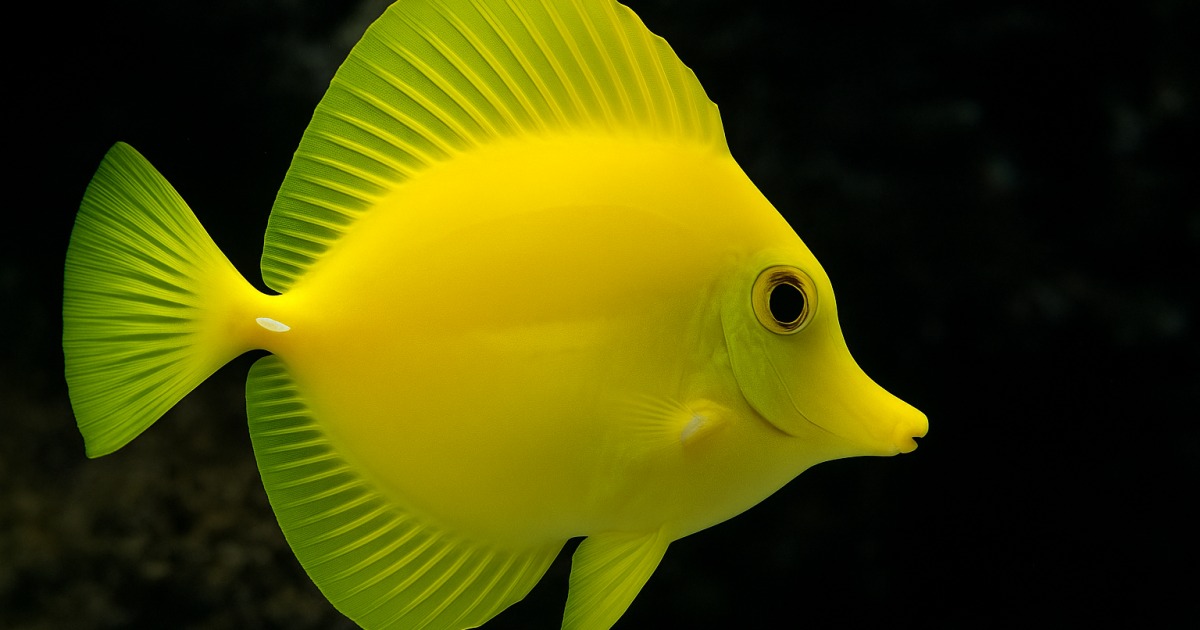 Drole d'animal